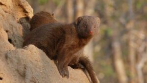 dwarf mongoose