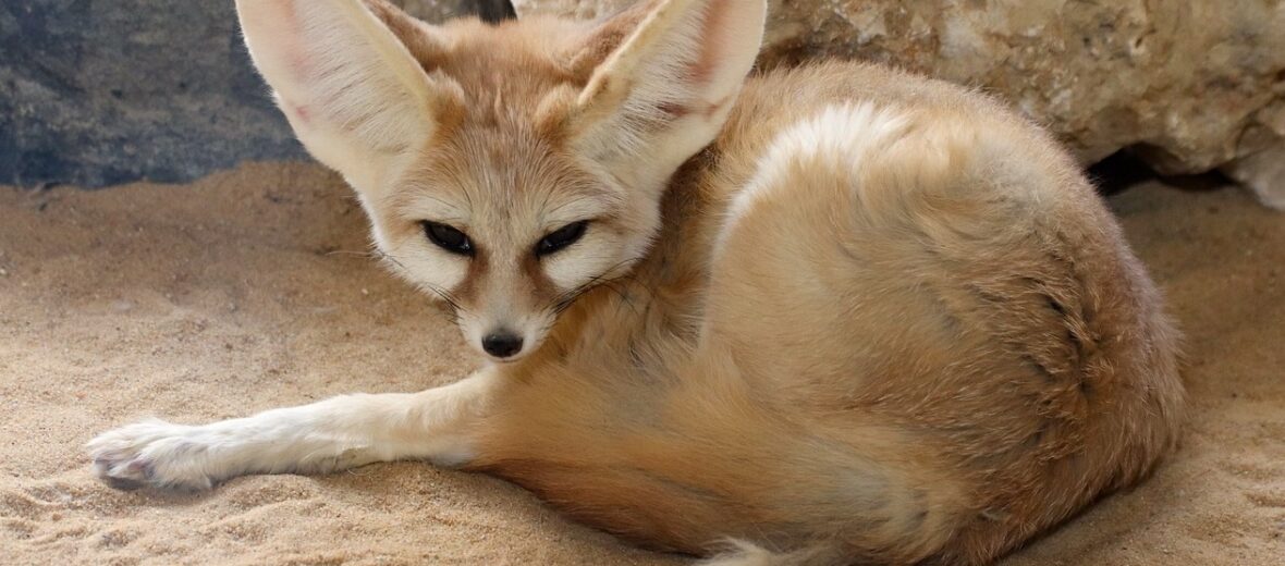 fennec fox