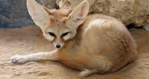 fennec fox