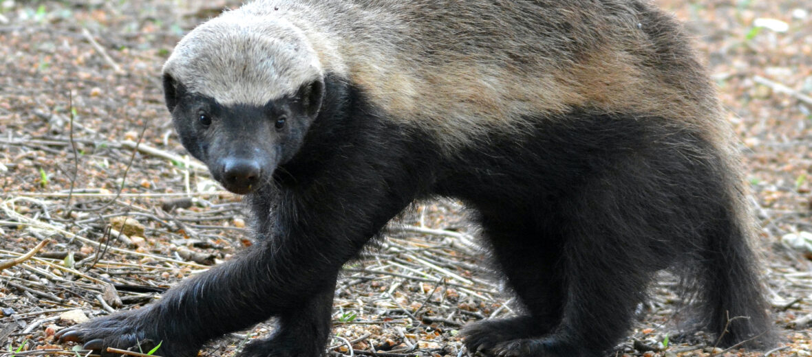 Honey badger фото