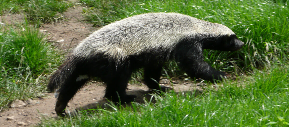 honey badger
