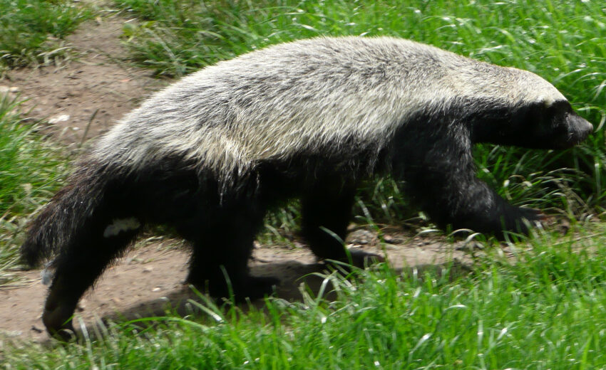 honey badger