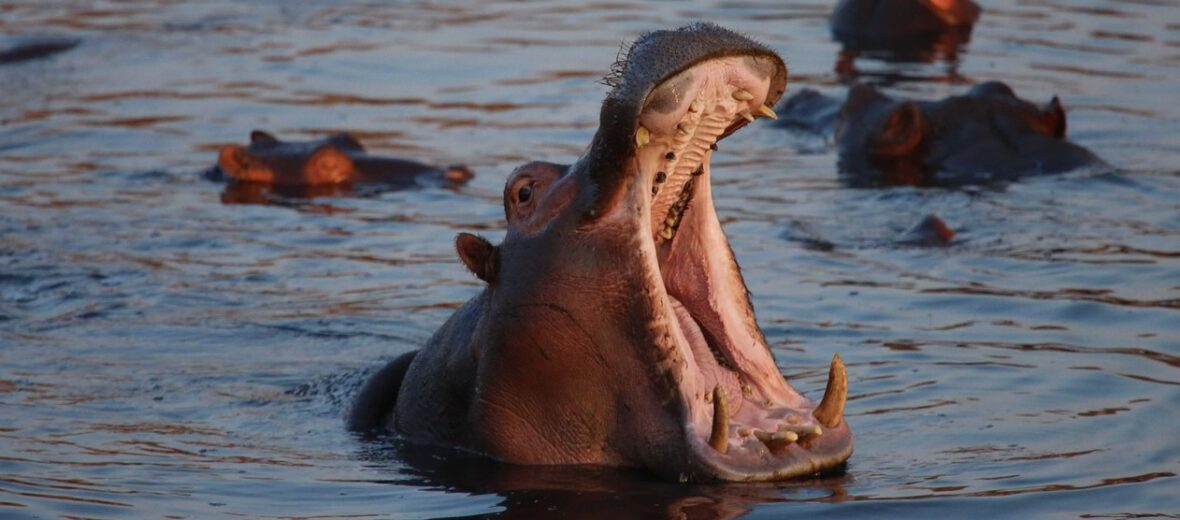 hippo, Critter Science