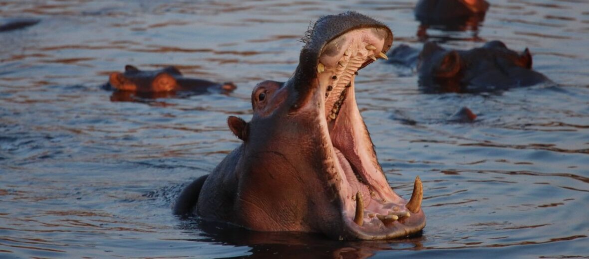 hippo