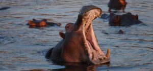 hippo