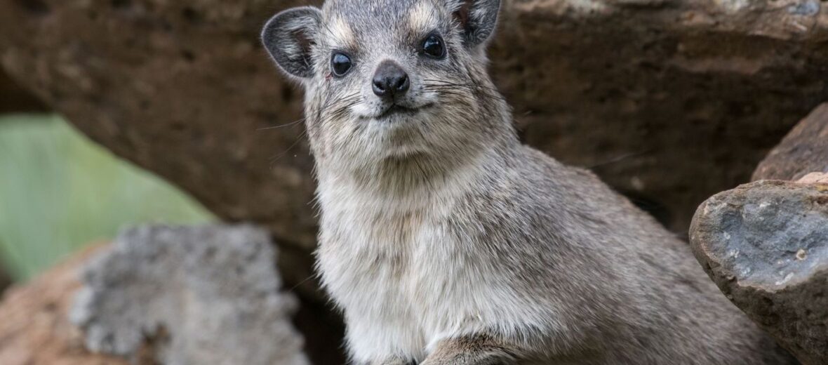 hyrax, Critter Science