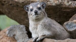 hyrax