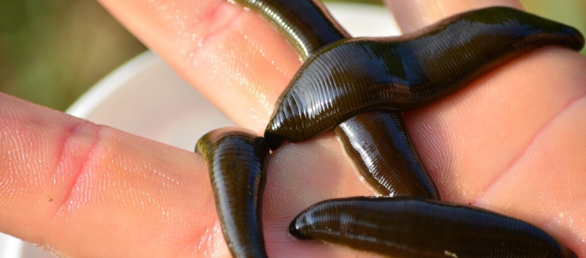 largest leech