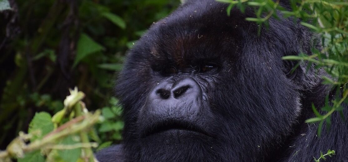 mountain gorilla