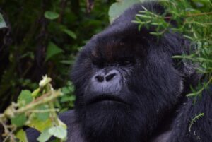 mountain gorilla