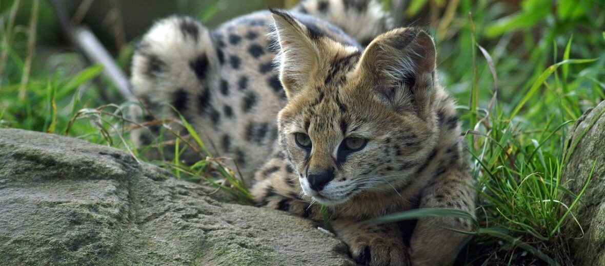 serval