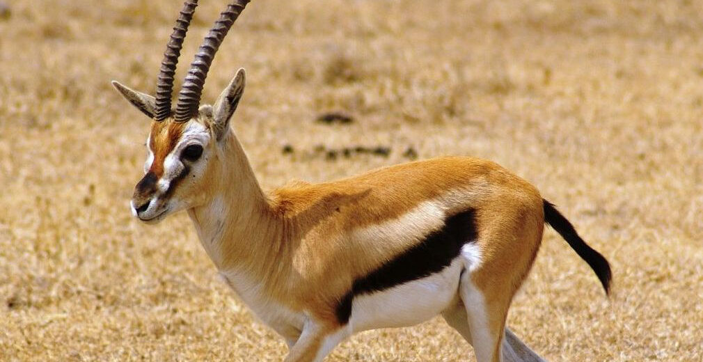 Thomson's gazelle