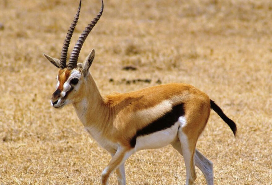 The Thomson's Gazelle | Critter Science