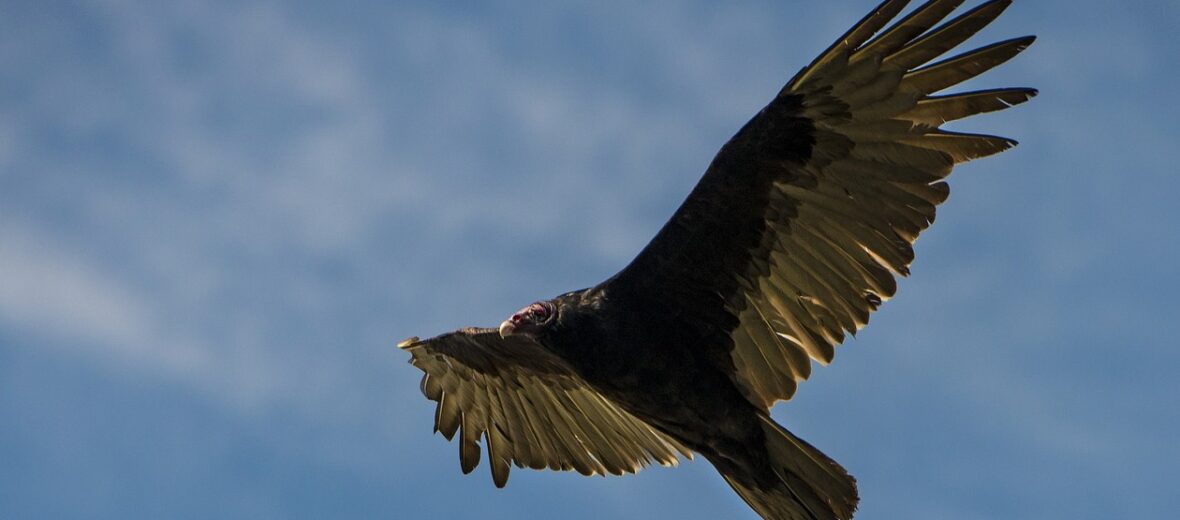 turkey vulture