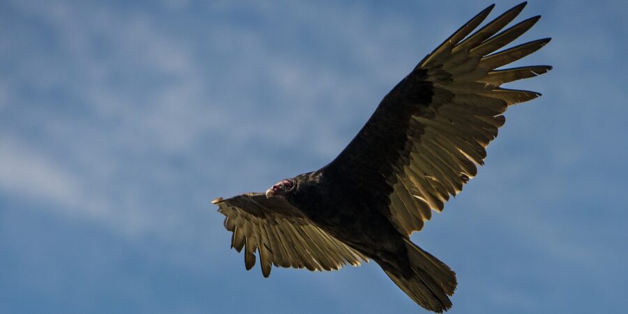 Beware, the Turkey Vulture Cometh | Critter Science