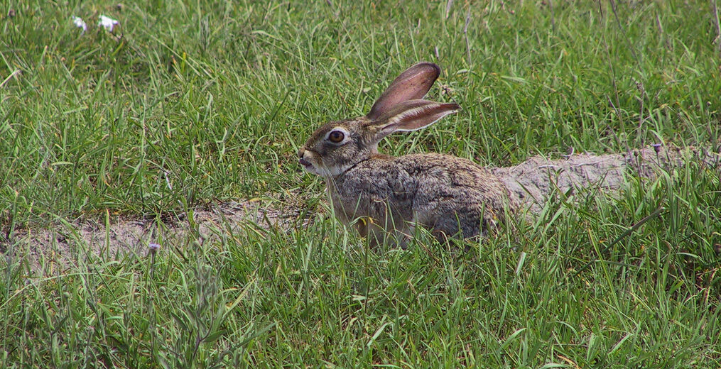 African hare