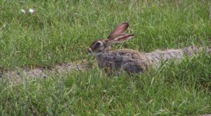 African hare