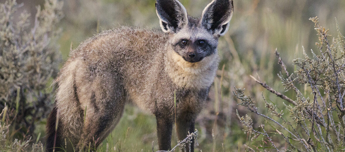 bat-eared fox