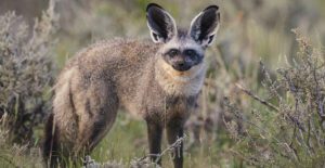 bat-eared fox