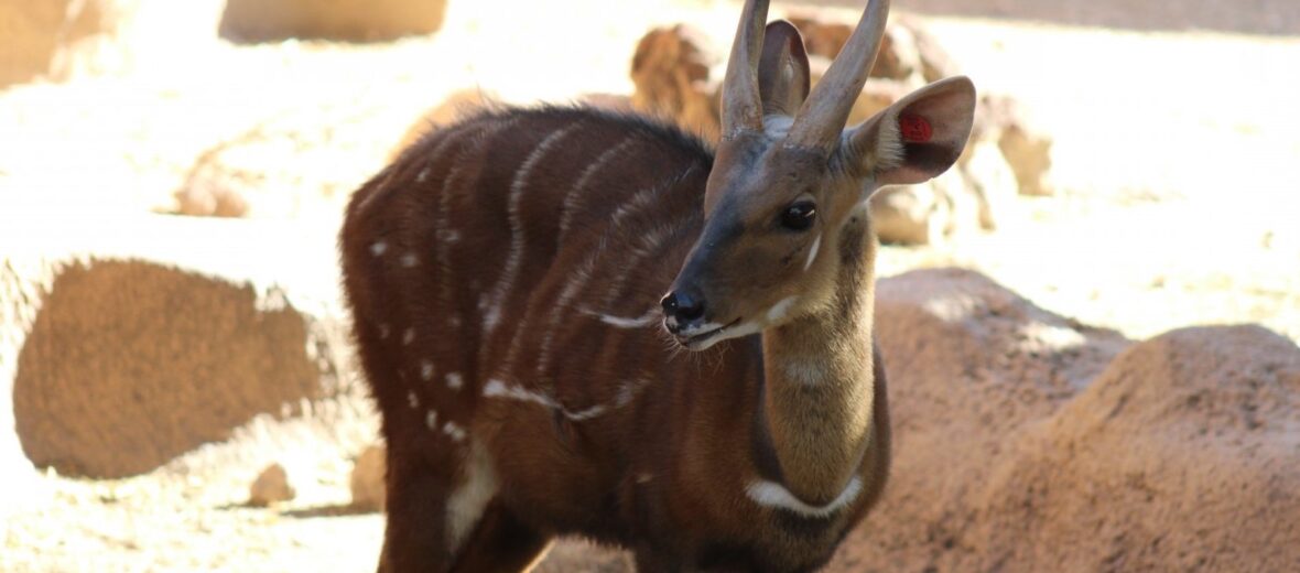 African bushbuck, Critter Science