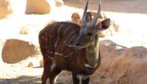 African bushbuck
