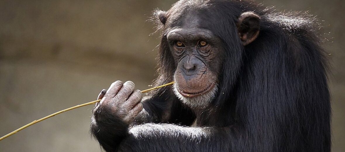 chimpanzee, Critter Science