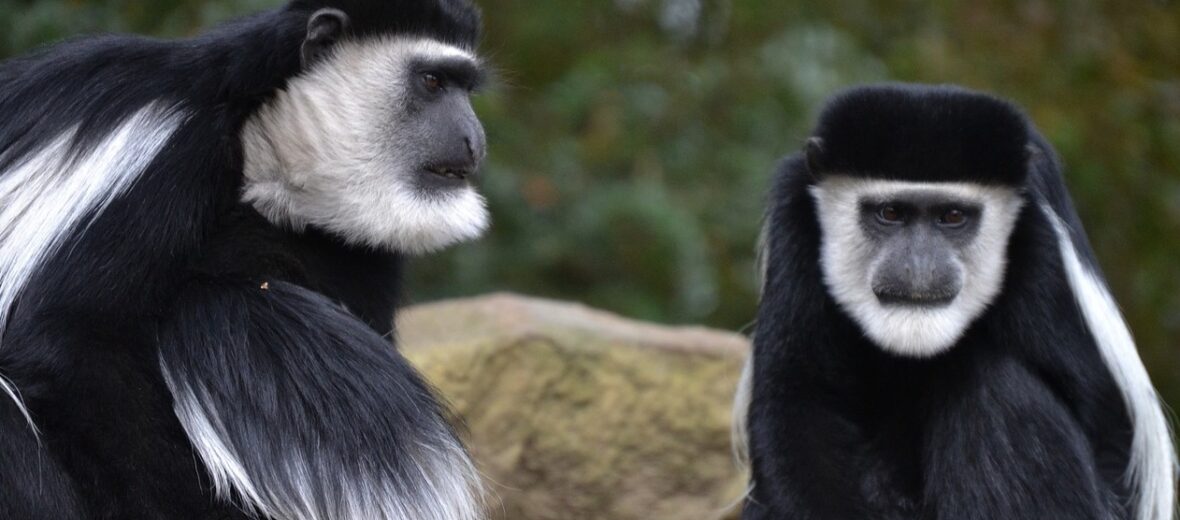 colobus monkey