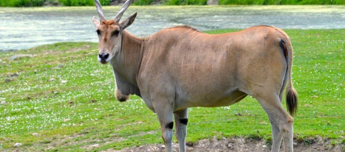 eland, Critter Science