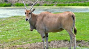 eland