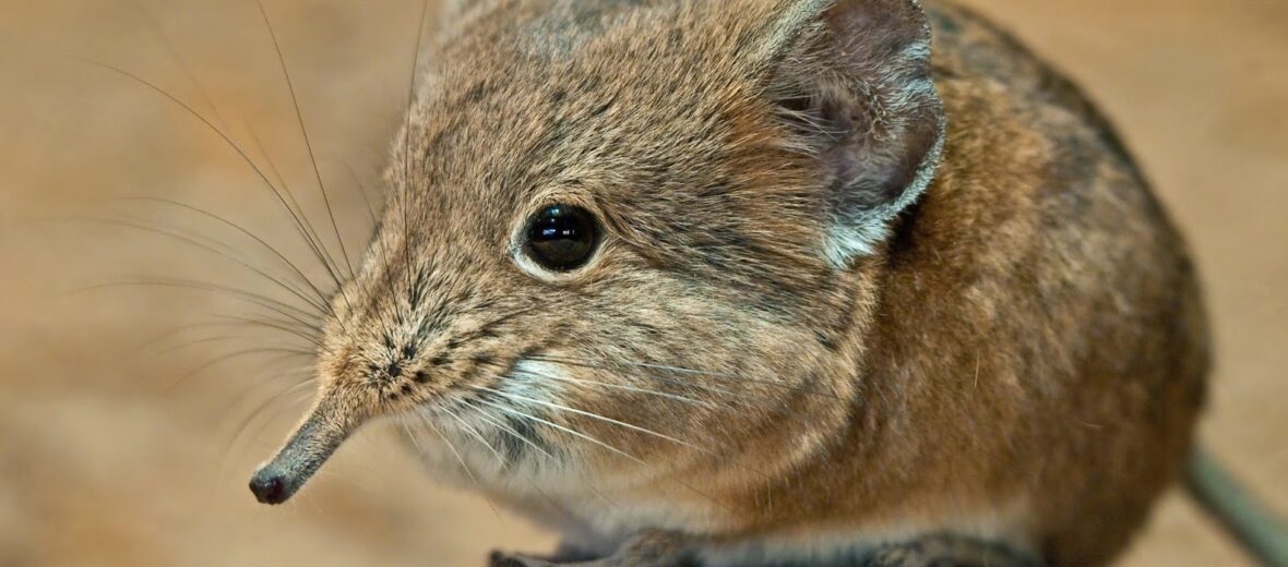 elephant shrew