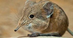 elephant shrew