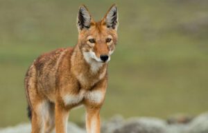 Ethiopian wolf