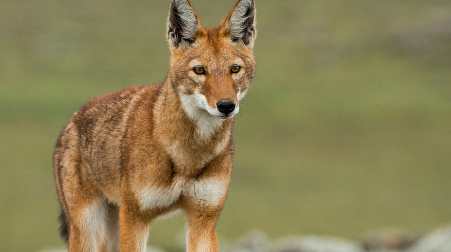 Ethiopian wolf