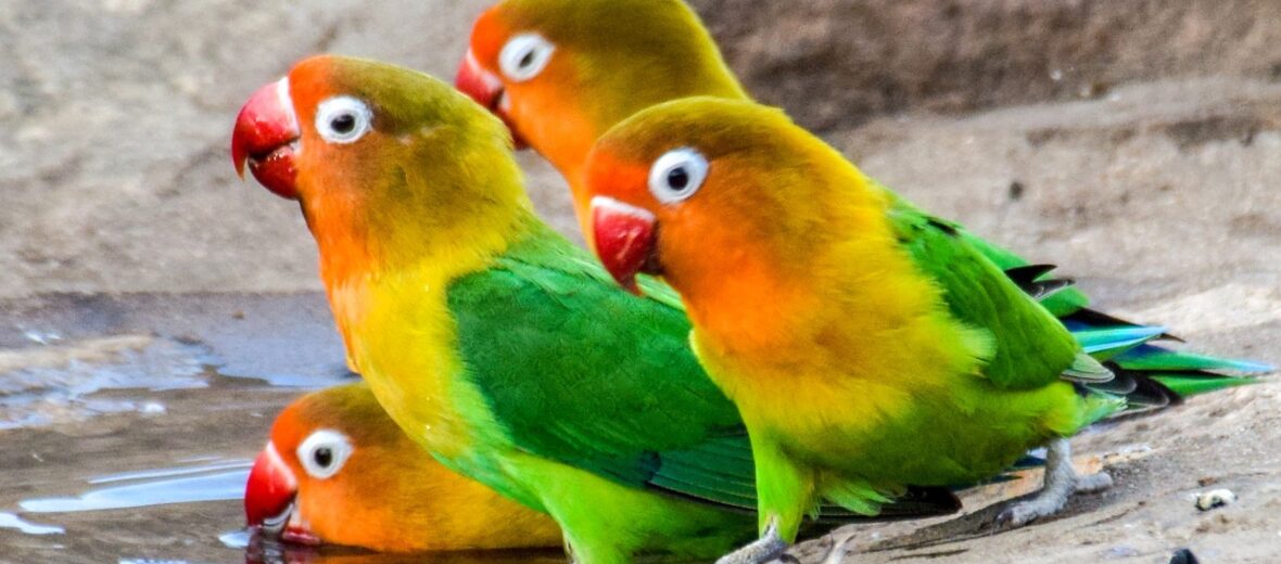 Fischer’s lovebird