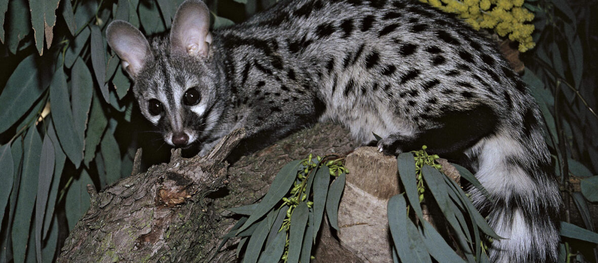 genet