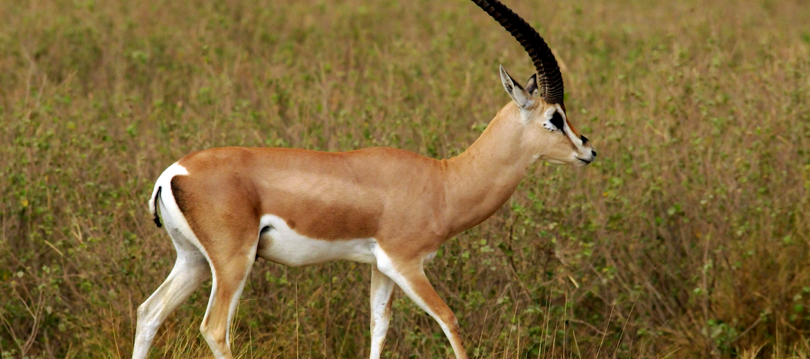The High Jumping Grant's Gazelle | Critter Science
