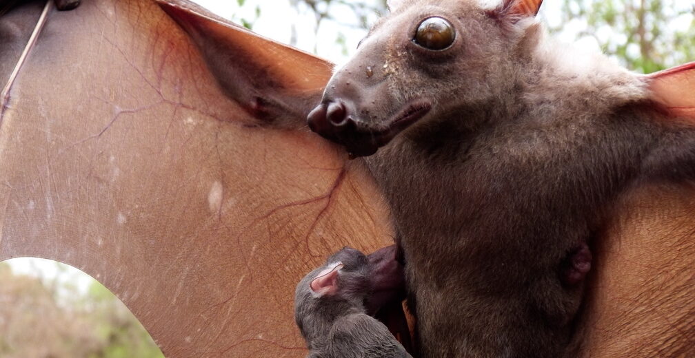 African hammer-headed fruit bat