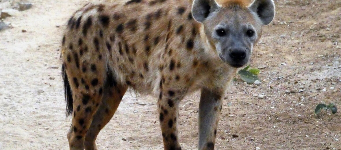 hyena