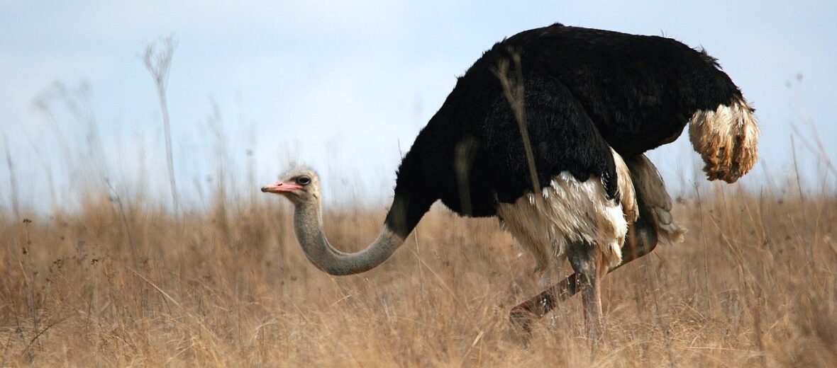 ostrich