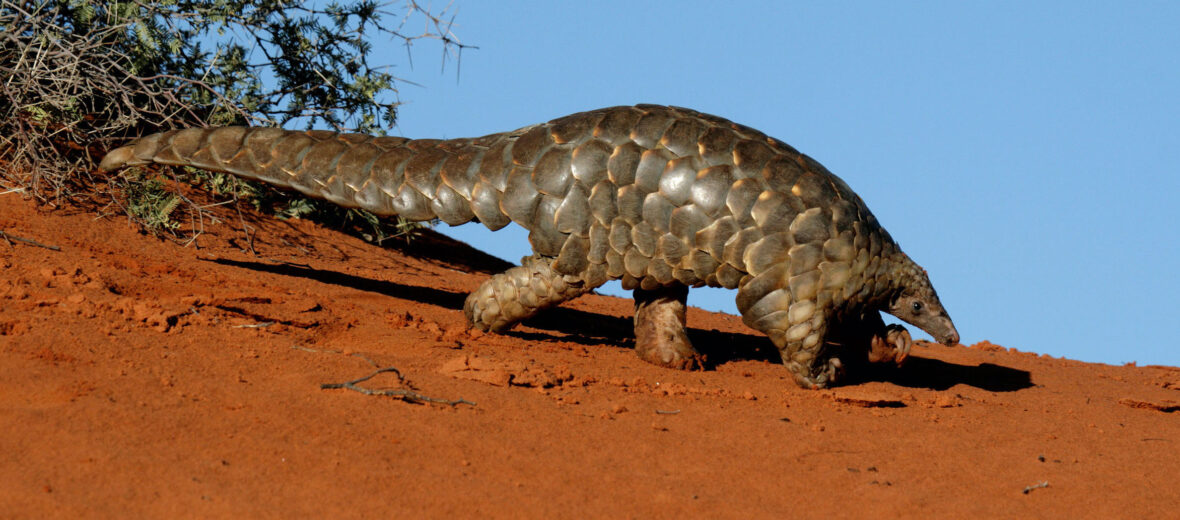 pangolin