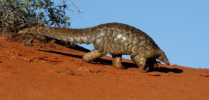 pangolin