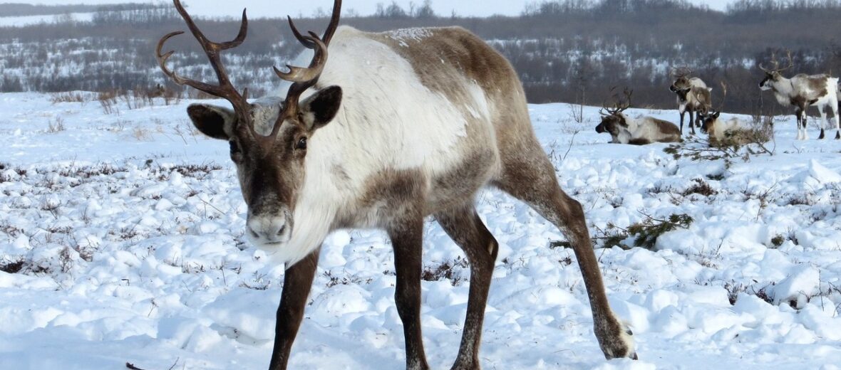 reindeer