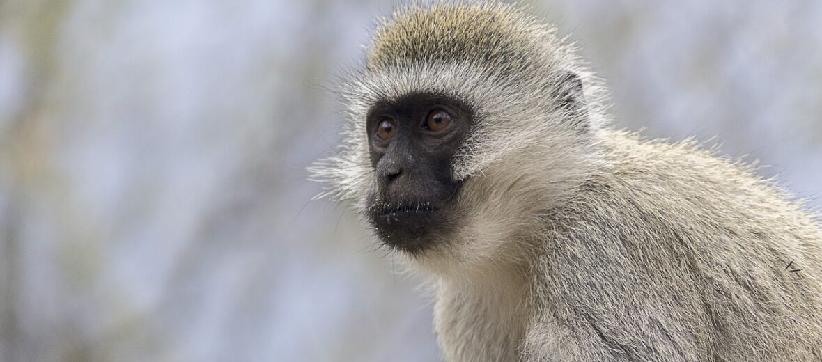 vervet monkeys, Critter Science