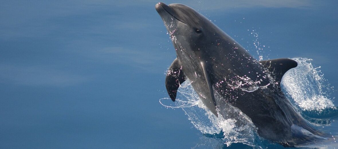 bottlenose dolphin