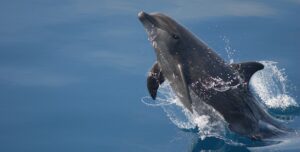 bottlenose dolphin