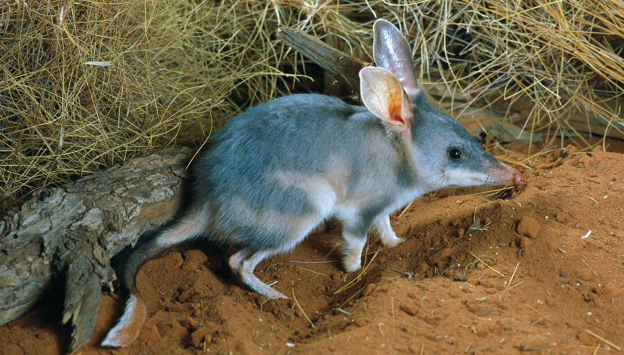 Say Hello to the Bilby | Critter Science