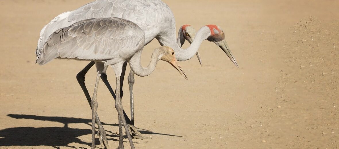 brolga