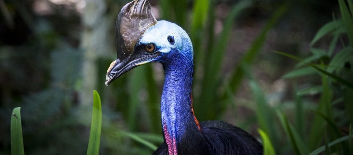 cassowary