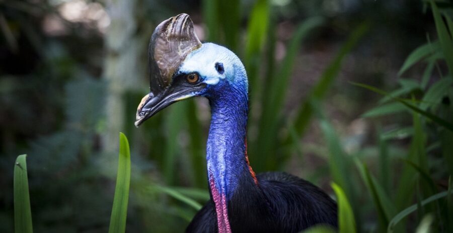 Lookout for the Dangerous Cassowary | Critter Science