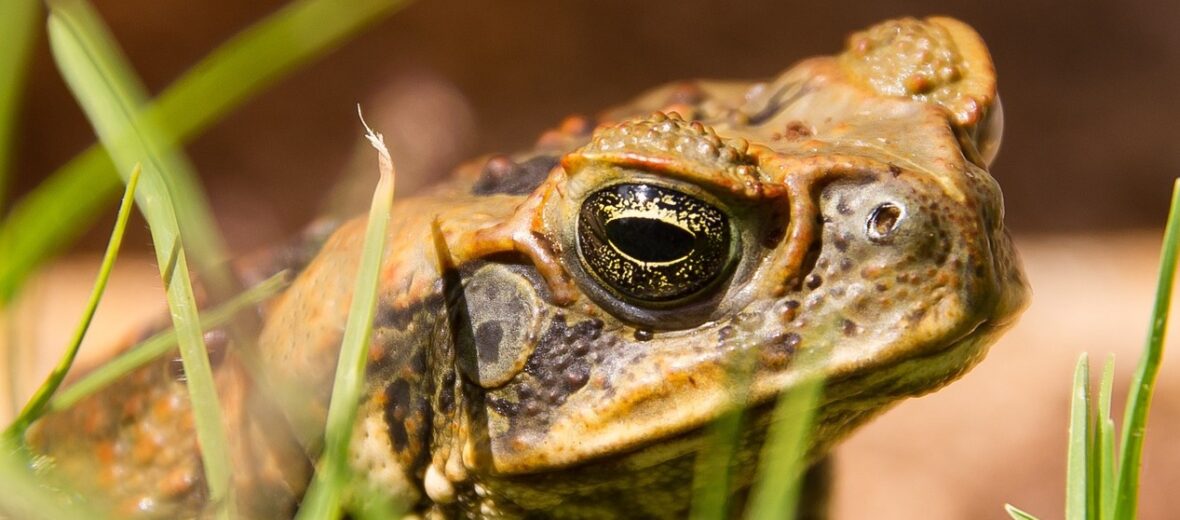 cane toad